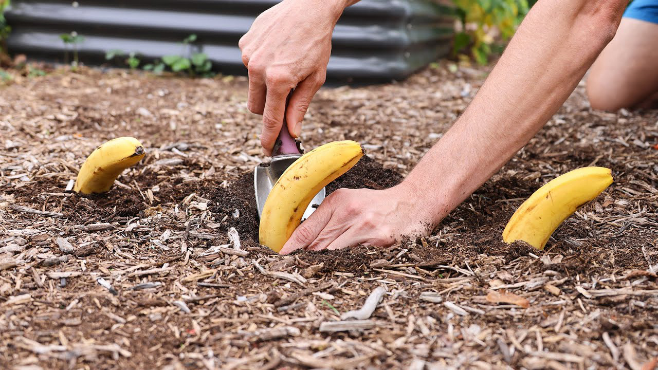 Lifehack: Plant Bananas in Your Garden and Just Watch