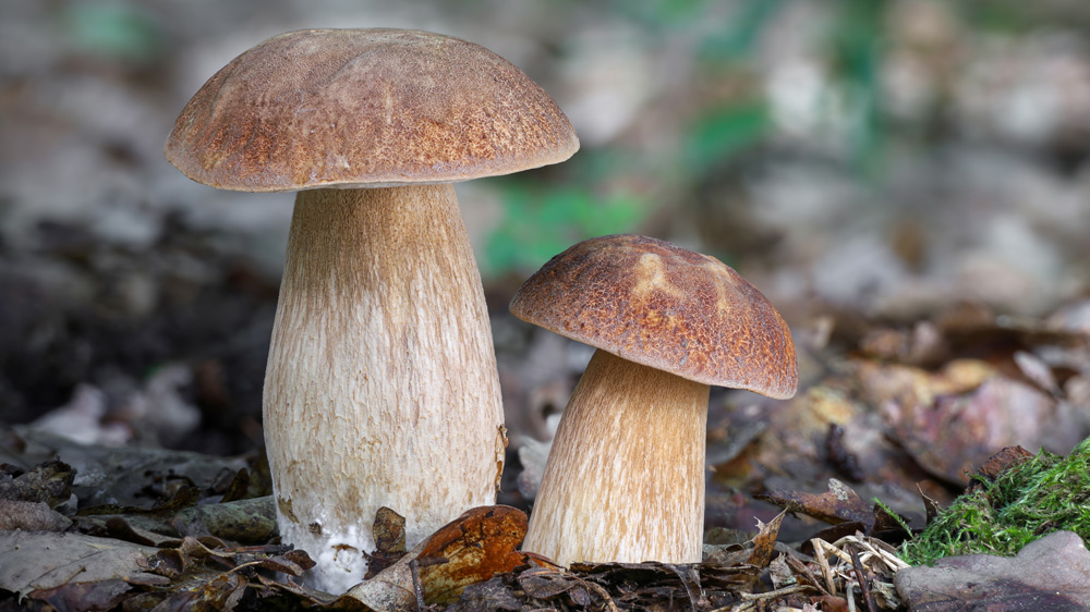 5 Mind-Blowing Ways Mushrooms Can Boost Your Health